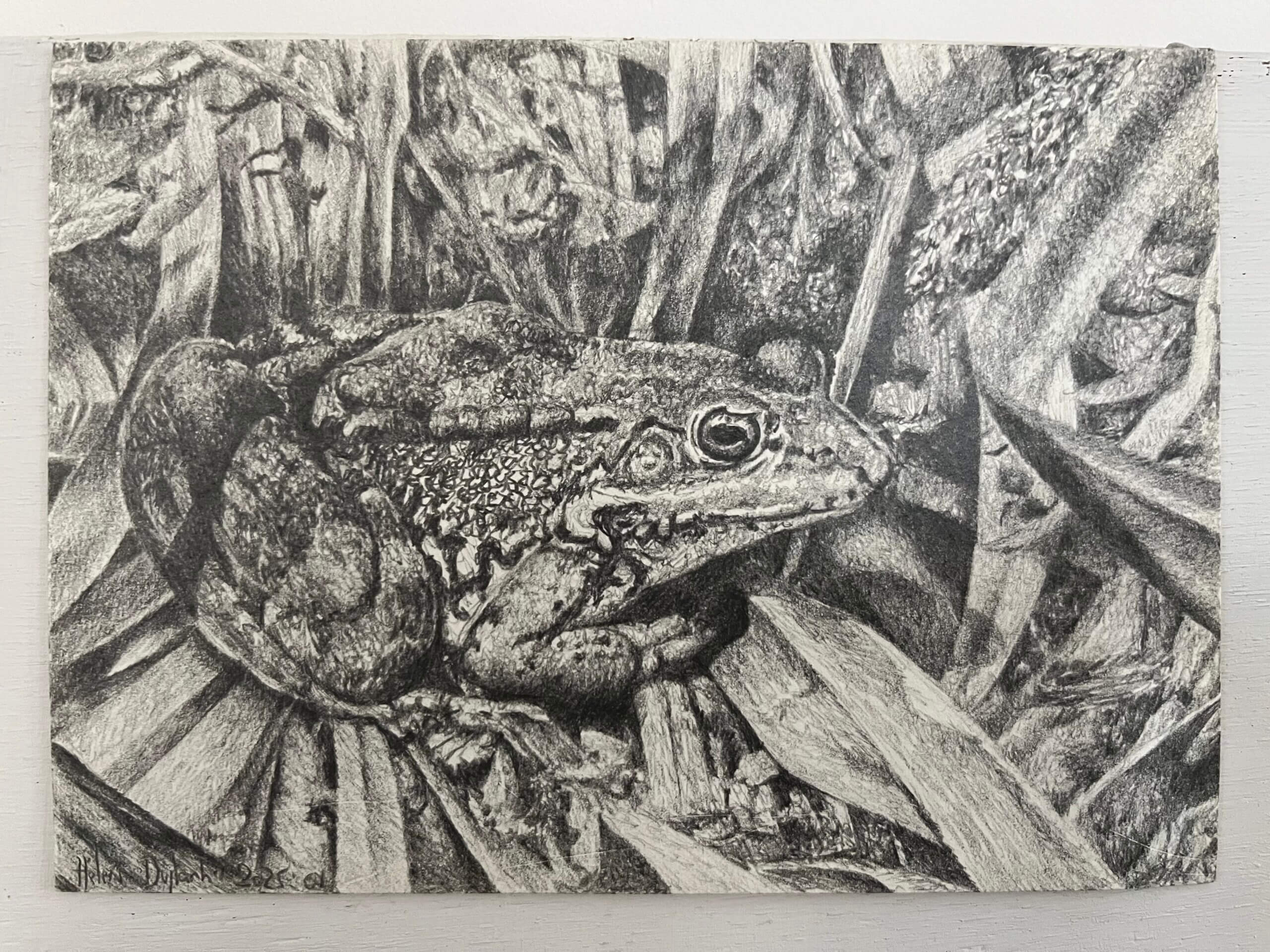 Ecureuil, aquarelle et cire 2025 Crapaud, aquarelle et cire 2025