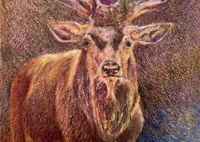 Renne, aquarelle et cire 2025