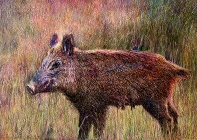 Sanglier, aquarelle et cire 2025