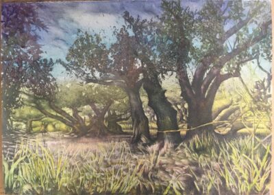 Oliviers, mine graphite sur aquarelle - 2017